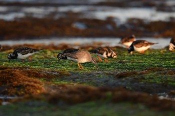 キアシシギ 北海道函館市志海苔町 2022年5月10日(火)