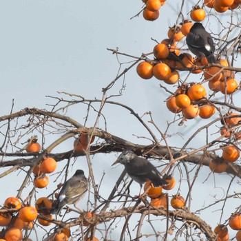 White-cheeked Starling Komiya Park Sat, 12/16/2017