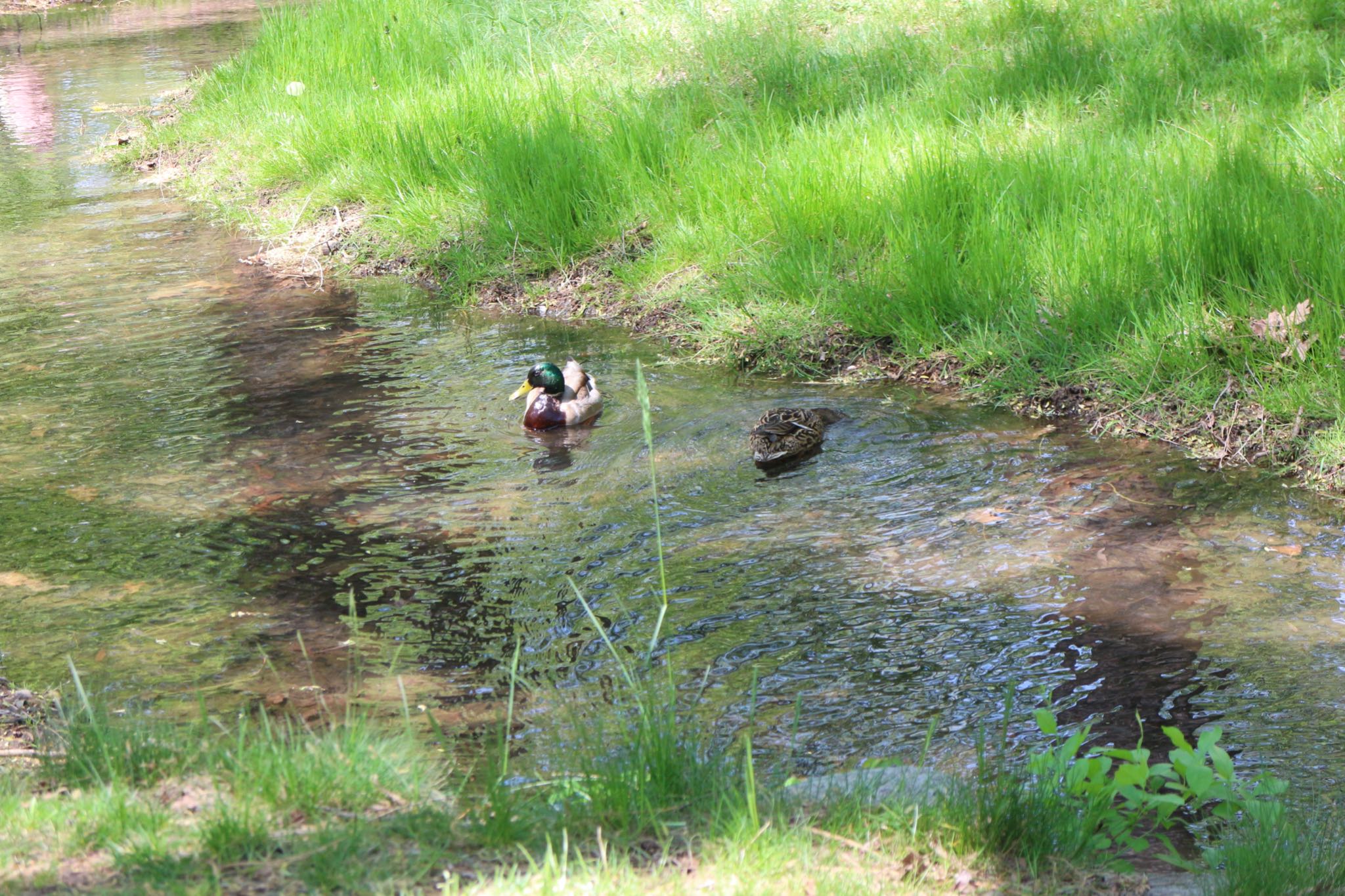 Photo of Mallard at 北海道大学 by will 73