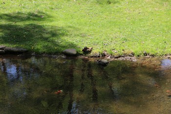 Mandarin Duck 北海道大学 Wed, 5/18/2022