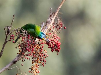 Black-browed Barbet 大雪山林道(台湾) Sun, 1/19/2020