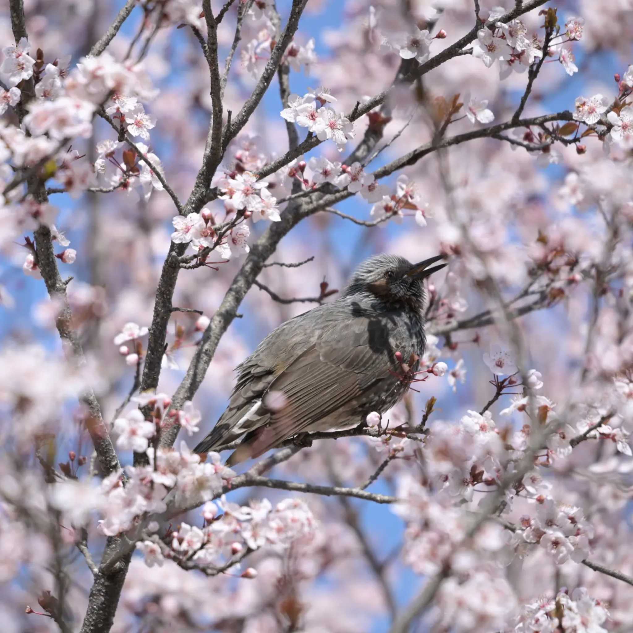 Photo of Brown-eared Bulbul at  by kurou