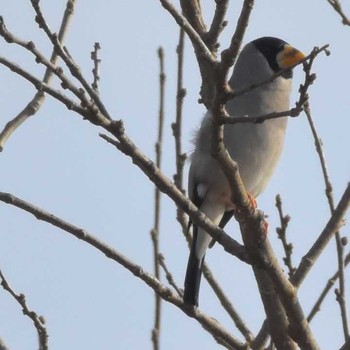 Japanese Grosbeak Komiya Park Sat, 12/16/2017