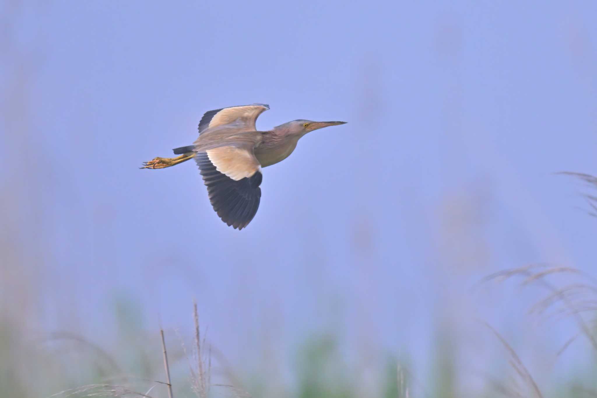 北印旛沼 ヨシゴイの写真 by birds@hide3