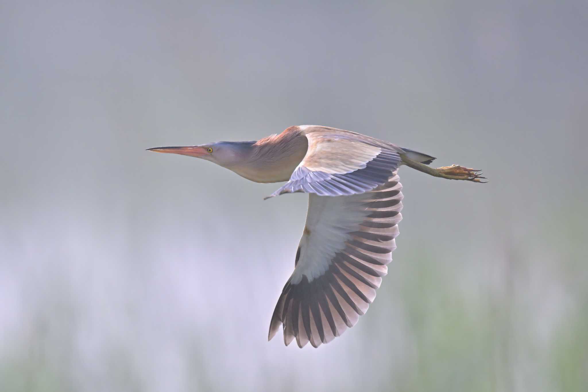 北印旛沼 ヨシゴイの写真 by birds@hide3