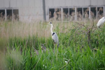 アオサギ 柴田町 2022年5月17日(火)