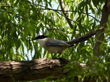 オナガ 北部公園 2022年5月18日(水)