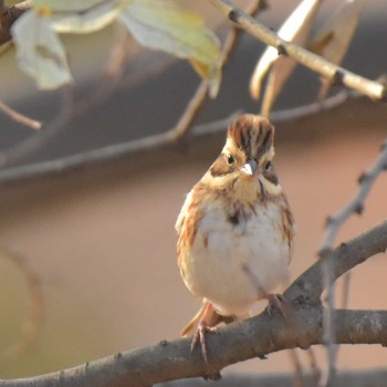 Rustic Bunting Komiya Park Sat, 12/16/2017