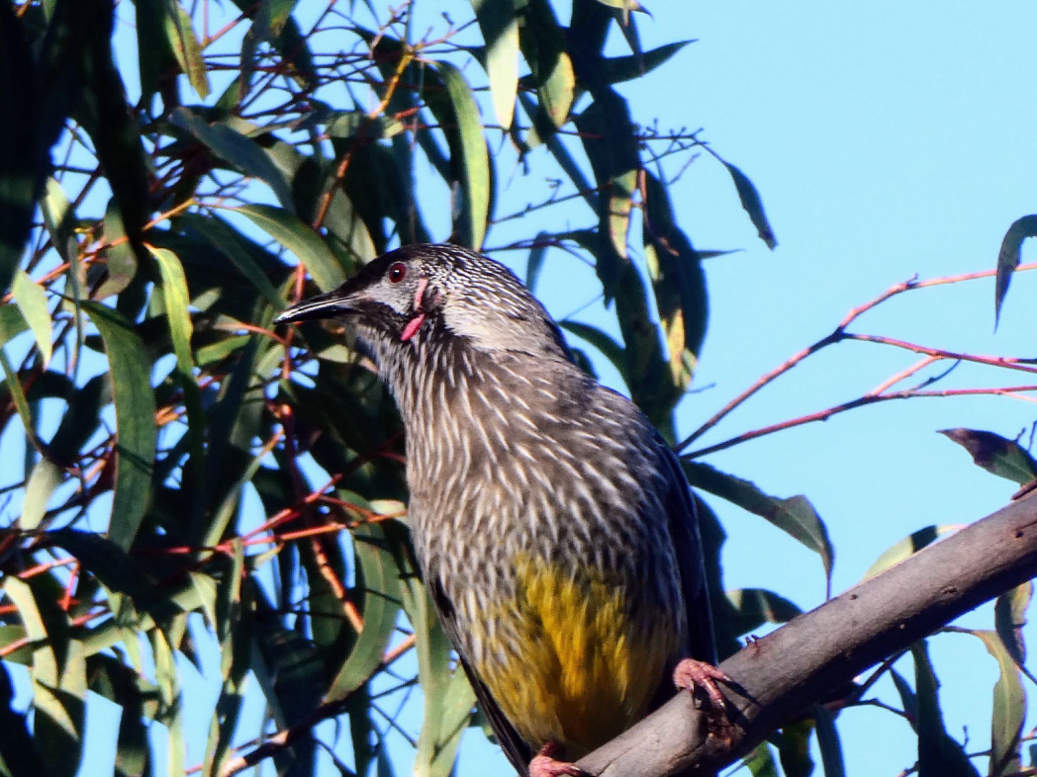 Ku-ring-gai Wildflower Garden, St. Ives, NSW, Australia アカミミダレミツスイの写真 by Maki