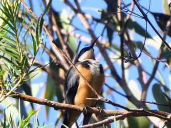 キリハシミツスイ Ku-ring-gai Wildflower Garden, St. Ives, NSW, Australia 2022年5月18日(水)