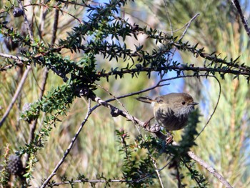 Brown Thornbill Ku-ring-gai Wildflower Garden, St. Ives, NSW, Australia Wed, 5/18/2022