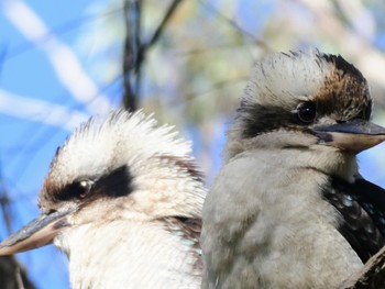 ワライカワセミ Lane Cove National Park, NSW, Australia 2021年7月30日(金)