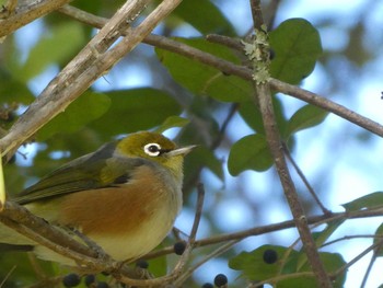 Silvereye Lane Cove National Park, NSW, Australia Fri, 7/30/2021