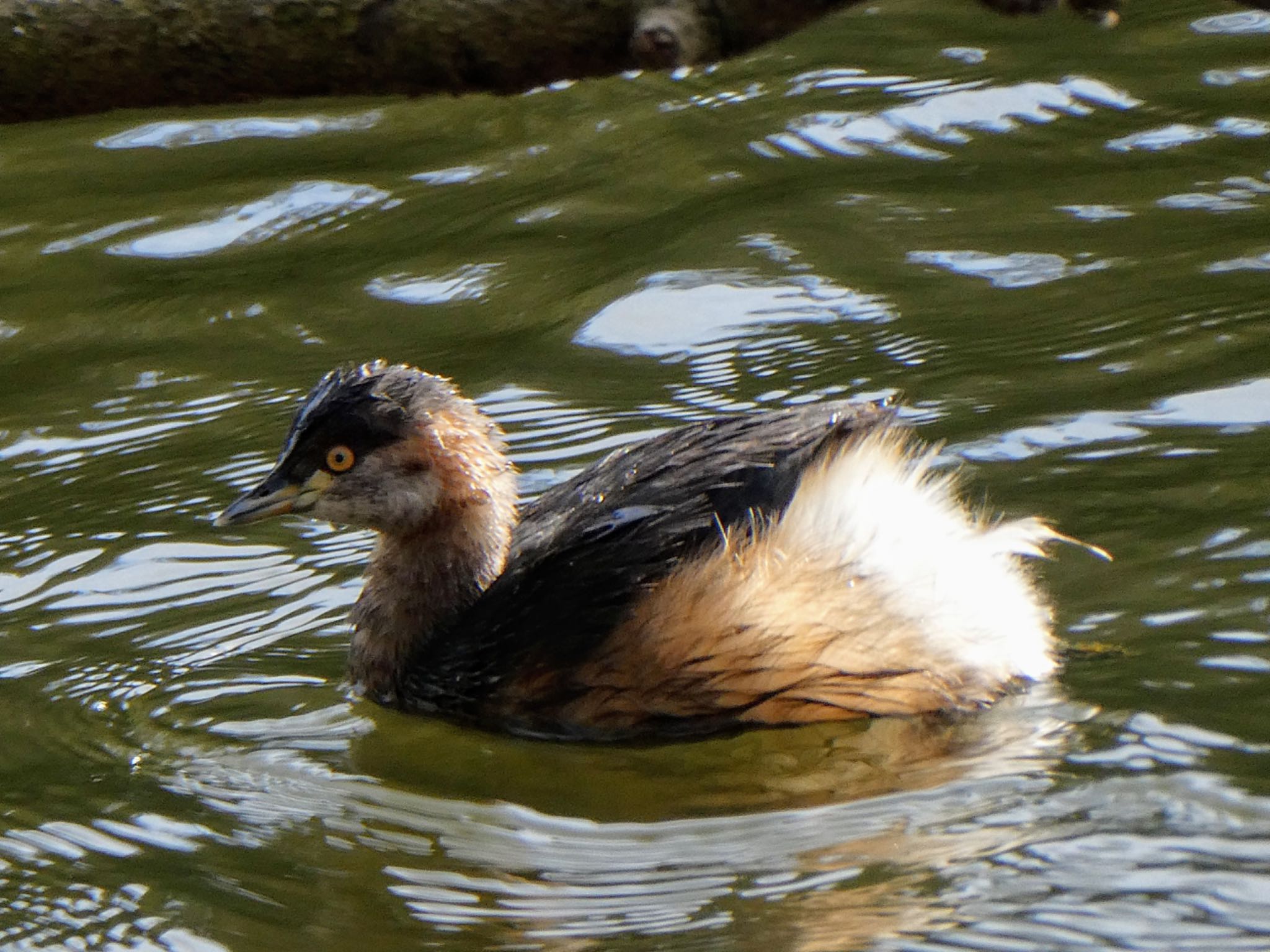 Photo of Australasian Grebe at Lane Cove National Park, NSW, Australia by Maki