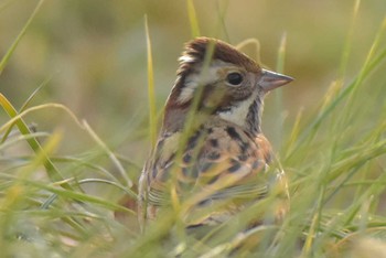 Rustic Bunting Komiya Park Sat, 12/16/2017