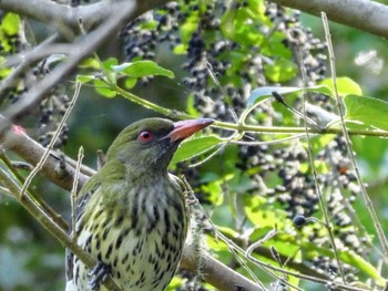 Olive-backed Oriole Lane Cove National Park, NSW, Australia Tue, 7/27/2021