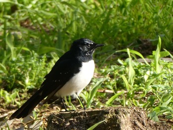 ヨコフリオウギビタキ Lane Cove National Park, NSW, Australia 2021年7月27日(火)