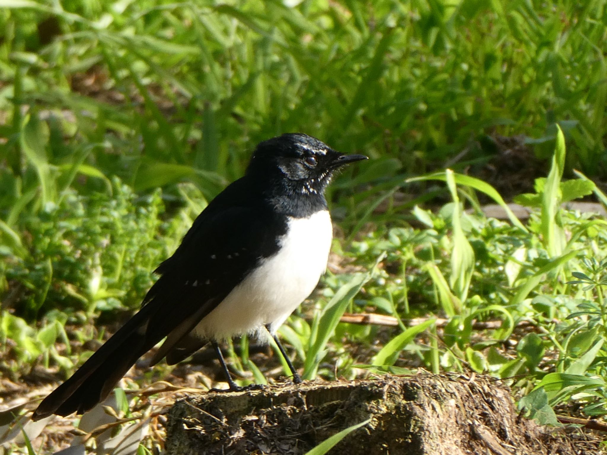 Photo of Willie Wagtail at Lane Cove National Park, NSW, Australia by Maki