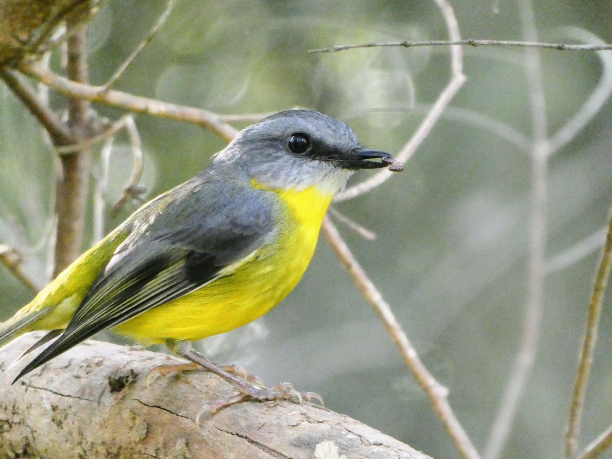 Lane Cove National Park, NSW, Australia ヒガシキバラヒタキの写真 by Maki