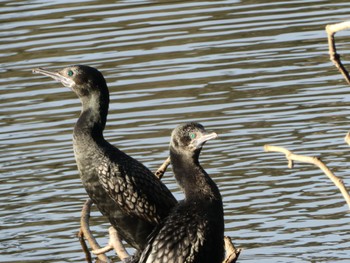 ミナミクロヒメウ Lane Cove, Weir, Lane Cove National Park, Nsw, Australia 2021年7月27日(火)