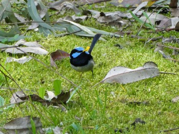 ルリオーストラリアムシクイ Lane Cove National Park, NSW, Australia 2021年7月27日(火)