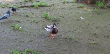 マガモ 板橋区平和公園 2022年5月18日(水)