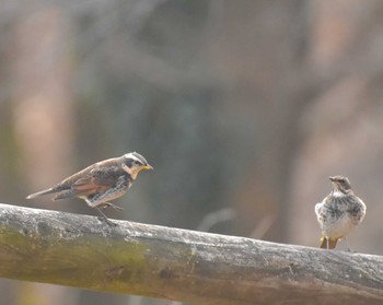 Dusky Thrush Komiya Park Sat, 12/16/2017