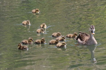 Eastern Spot-billed Duck 河合町 Tue, 5/10/2022