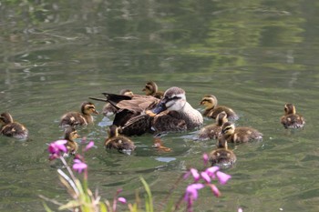 Eastern Spot-billed Duck 河合町 Tue, 5/10/2022