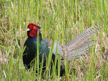 2022年5月18日(水) 秋ヶ瀬公園の野鳥観察記録