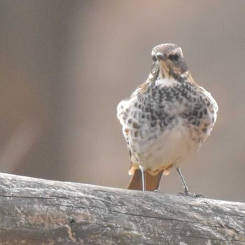 Dusky Thrush Komiya Park Sat, 12/16/2017