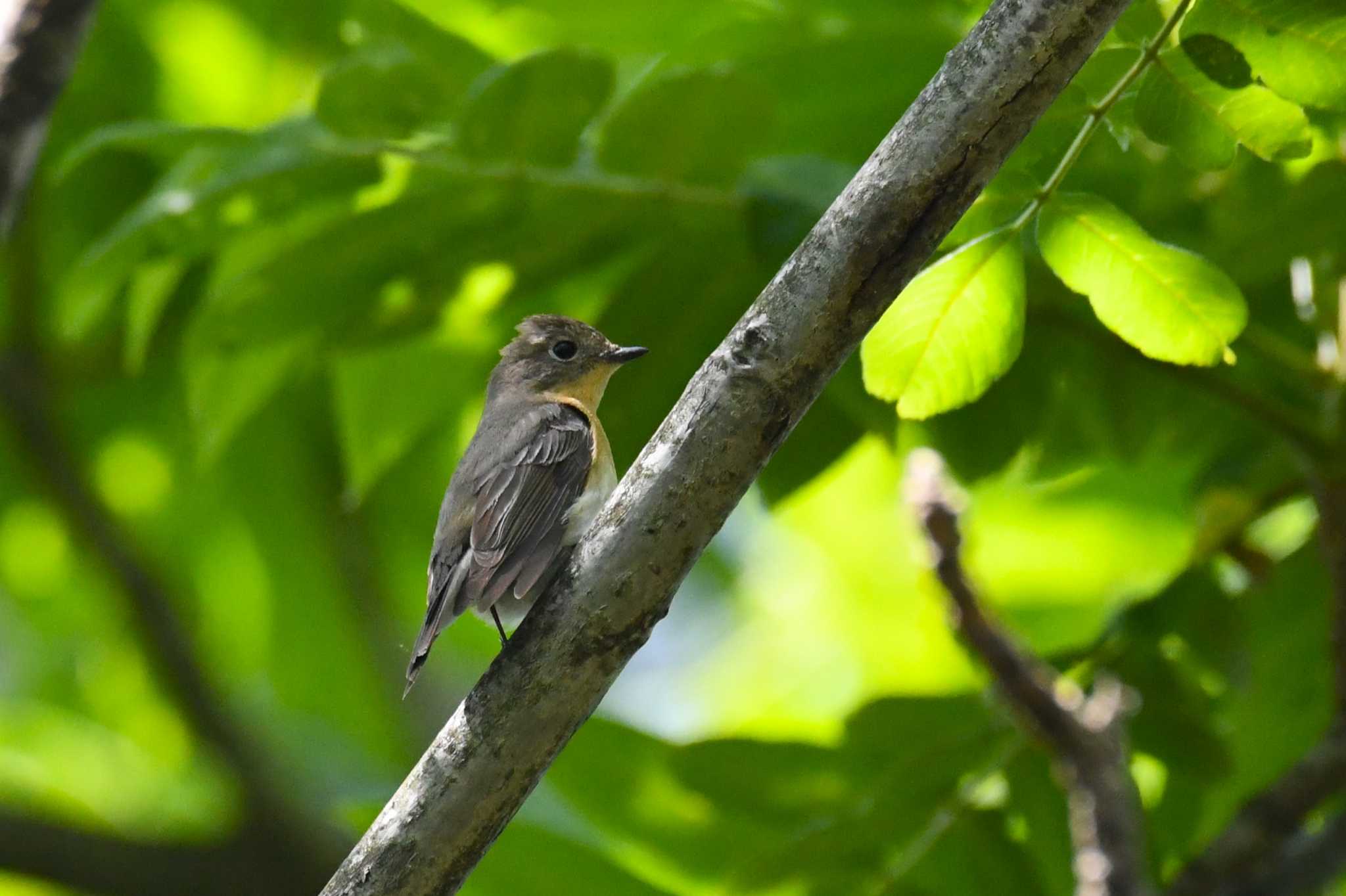 Mugimaki Flycatcher