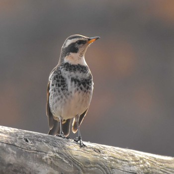 Dusky Thrush Komiya Park Sat, 12/16/2017