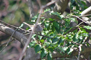 2022年3月27日(日) 松尾寺公園の野鳥観察記録