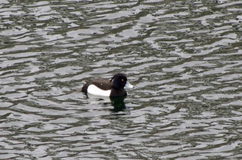 Tufted Duck Osaka castle park Wed, 3/23/2022