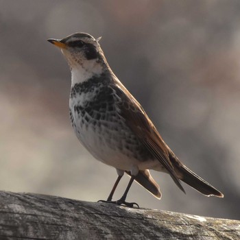 Dusky Thrush Komiya Park Sat, 12/16/2017