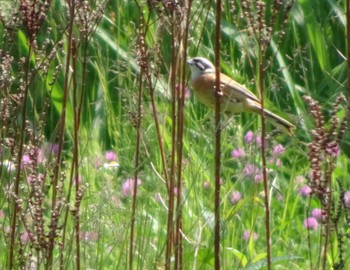 2022年5月18日(水) 舞岡公園の野鳥観察記録