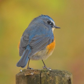 Red-flanked Bluetail Komiya Park Sat, 12/16/2017