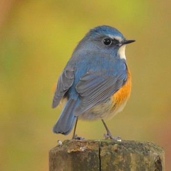 Red-flanked Bluetail Komiya Park Sat, 12/16/2017