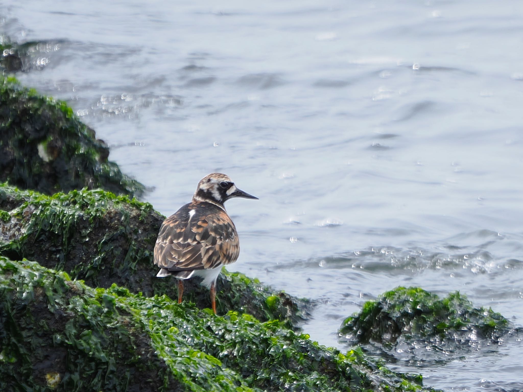 ふなばし三番瀬海浜公園 キョウジョシギの写真 by アポちん