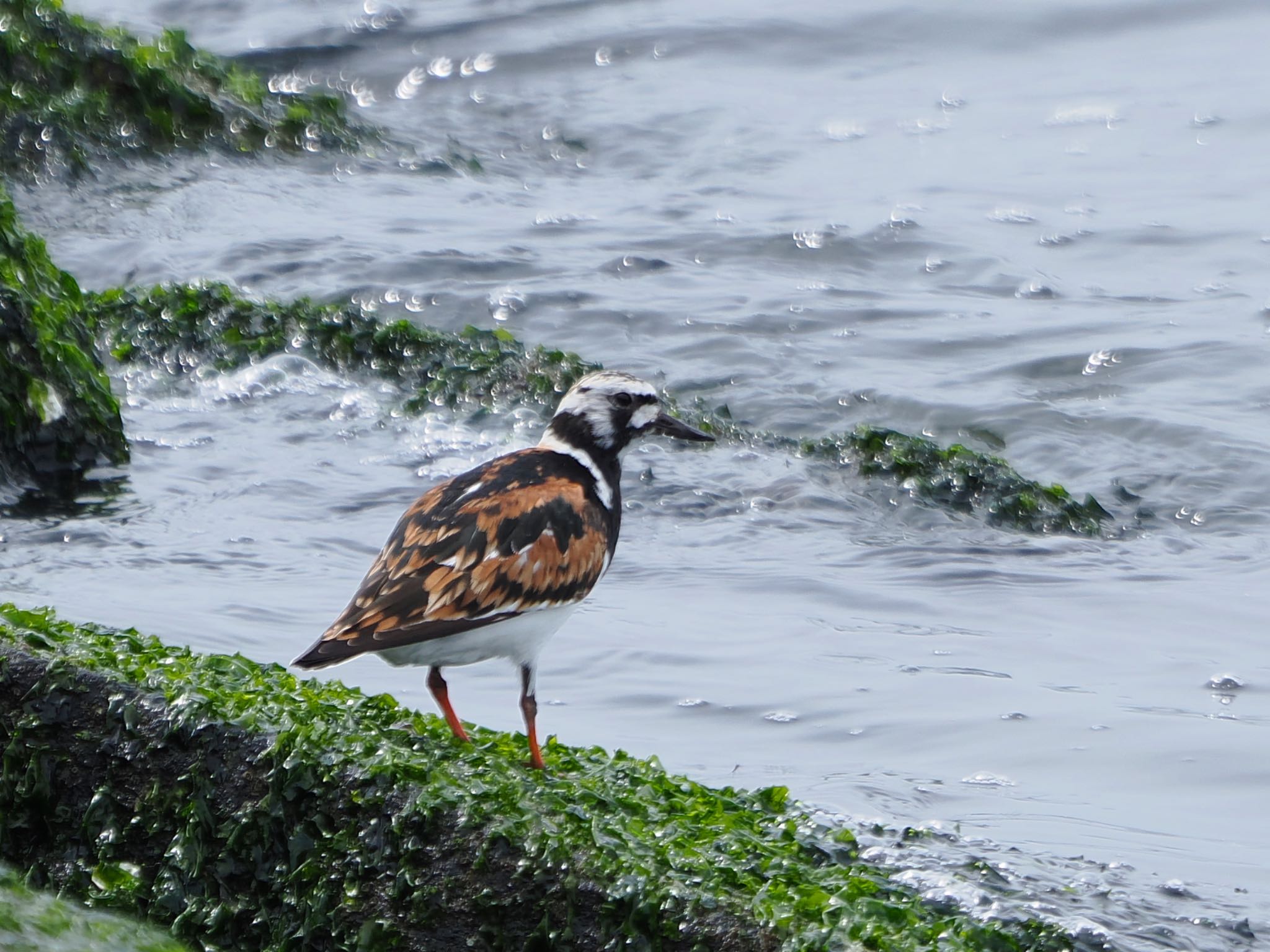 Ruddy Turnstone