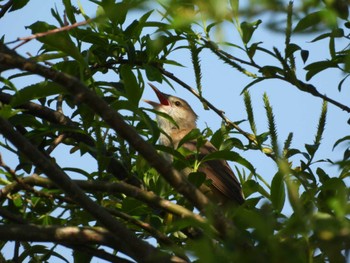 Oriental Reed Warbler 宮島沼 Wed, 5/18/2022