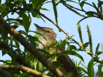 Oriental Reed Warbler 宮島沼 Wed, 5/18/2022