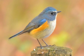 Red-flanked Bluetail Komiya Park Sat, 12/16/2017