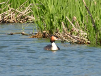 Great Crested Grebe 宮島沼 Wed, 5/18/2022