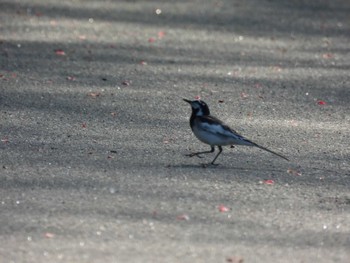 White Wagtail 皆楽公園 Wed, 5/18/2022