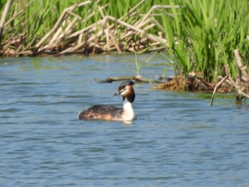 Great Crested Grebe 宮島沼 Wed, 5/18/2022