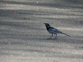 White Wagtail 皆楽公園 Wed, 5/18/2022