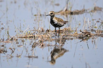 Pacific Golden Plover 奈良県田原本町 Wed, 5/18/2022