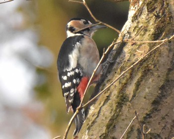 Great Spotted Woodpecker Komiya Park Sat, 12/16/2017